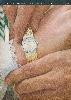 Piaget 1979 039.jpg